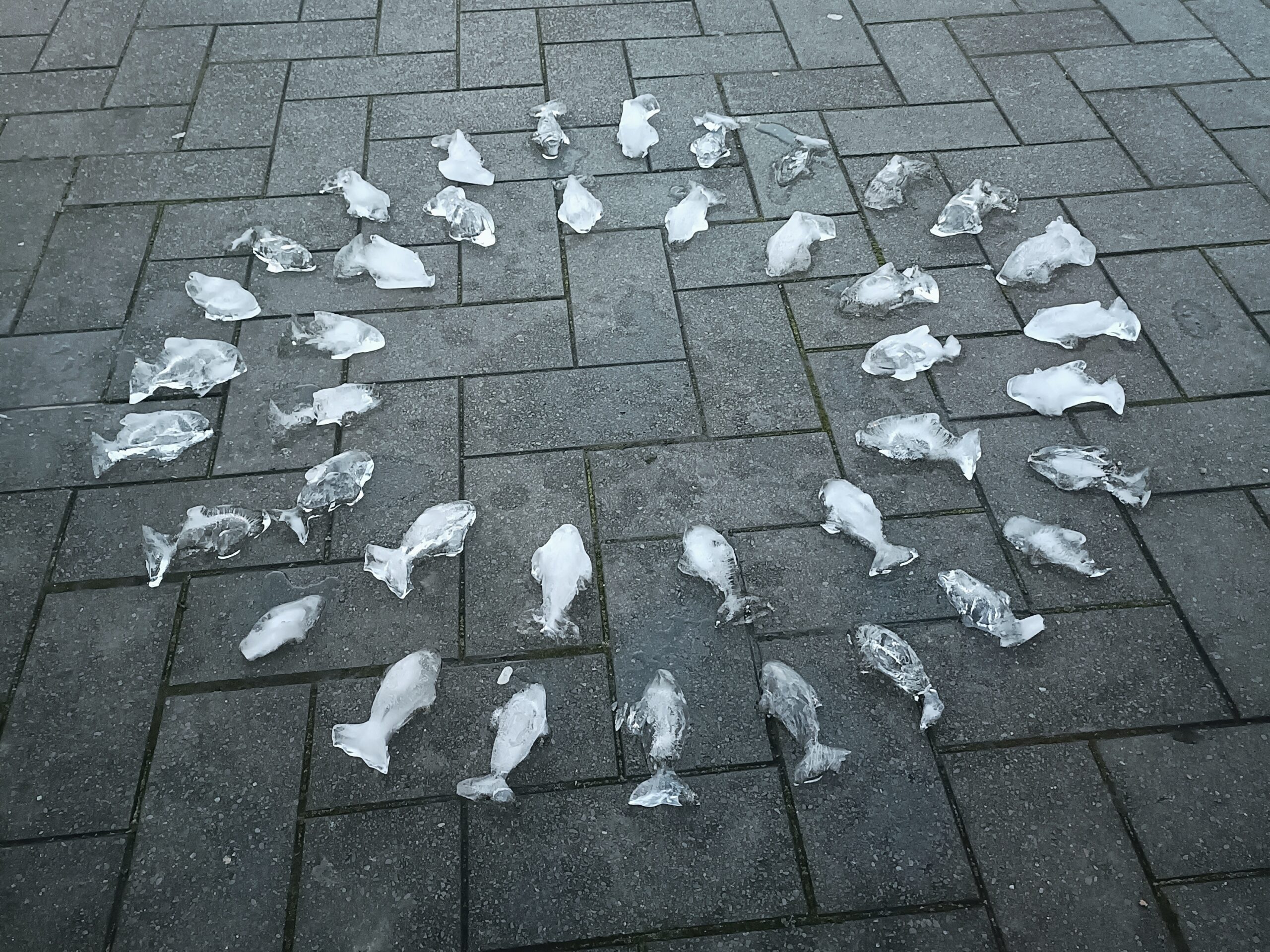 54 – An Ephemeral Installation of Melting Māui Dolphin